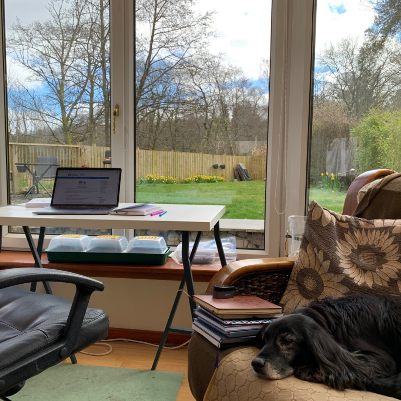 Image of desk with garden view, with couch next to it with a dog on it