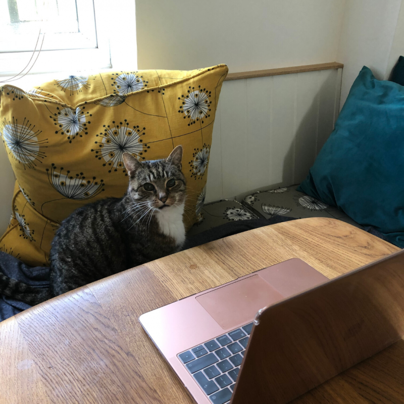 Picture of a computer on a table, a flowered pillow, and a cat