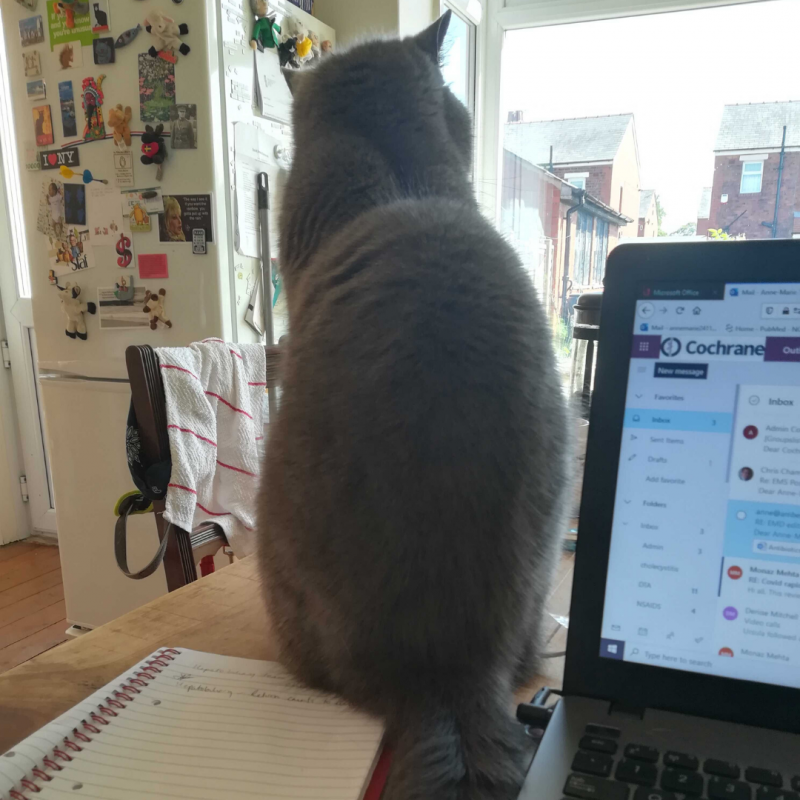 picture of a table with a computer, a notebook, and a cat sitting between them