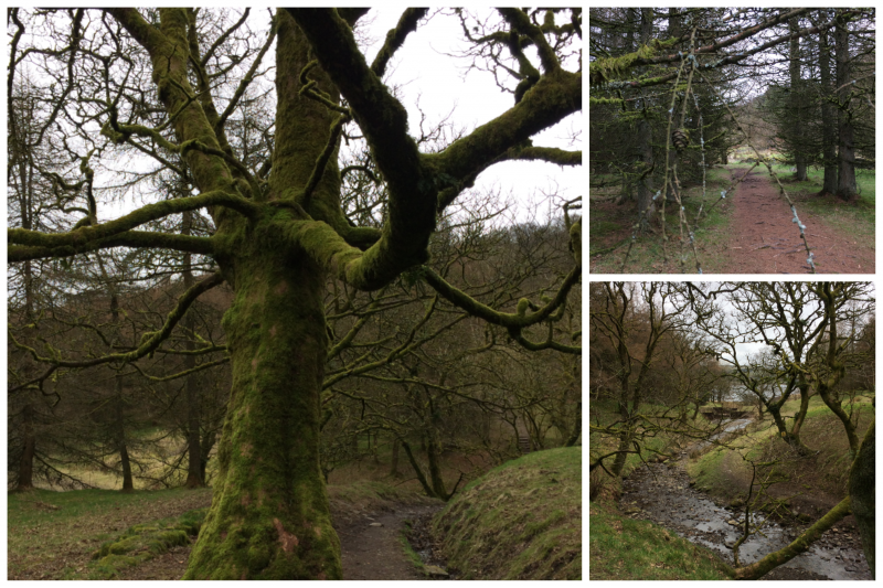 trees with moss on them in a forest and a stream