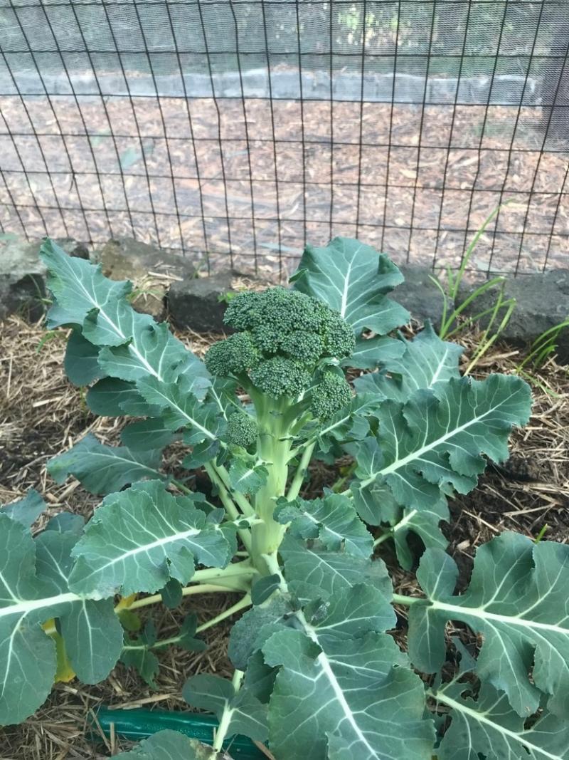 An update from Tari: There is one surviving broccoli stalk!