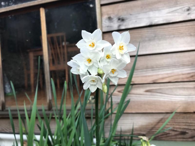 Winter flowers in Tari’s garden